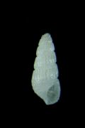 Chrysallida&nbsp;incerta